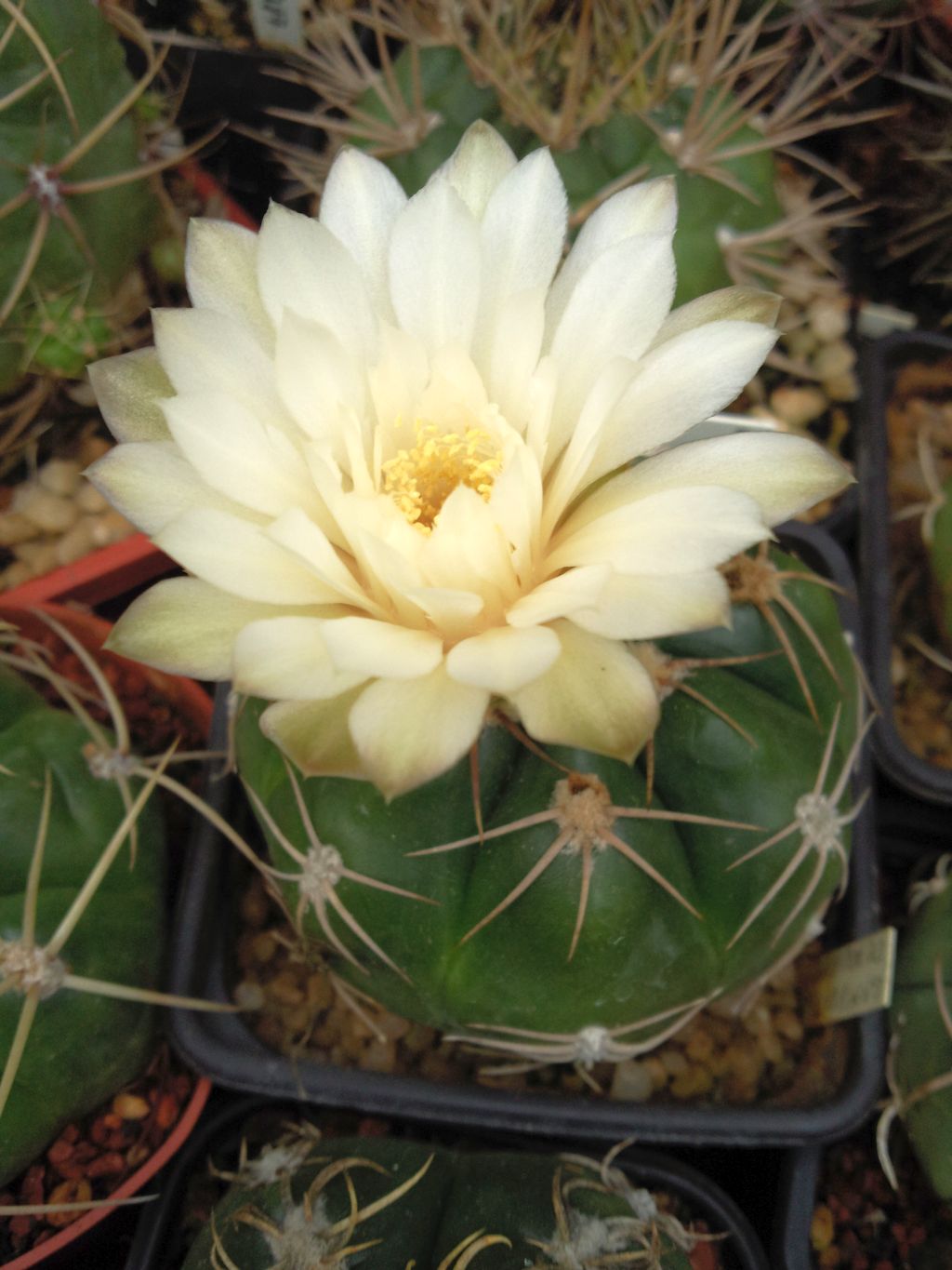 Gymnocalycium denudatum